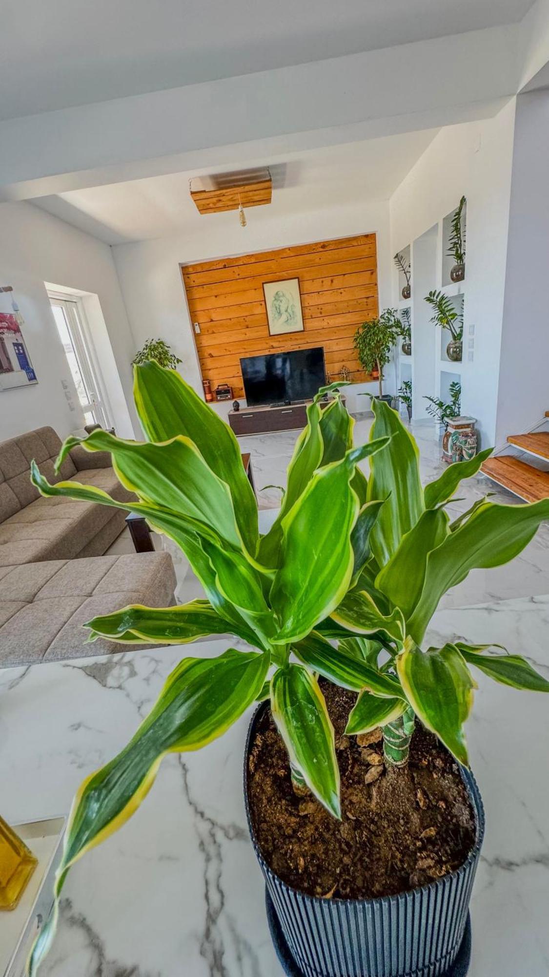 Villa Castros Delmare Vragkaniotika Exteriér fotografie